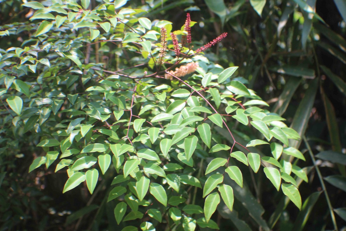 Adenanthera aglaosperma Alston